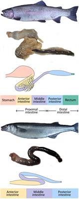 Expression and Function of ABC Proteins in Fish Intestine